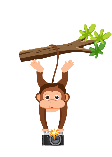 Monkey